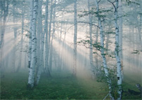 birch tree in light chakra reading 