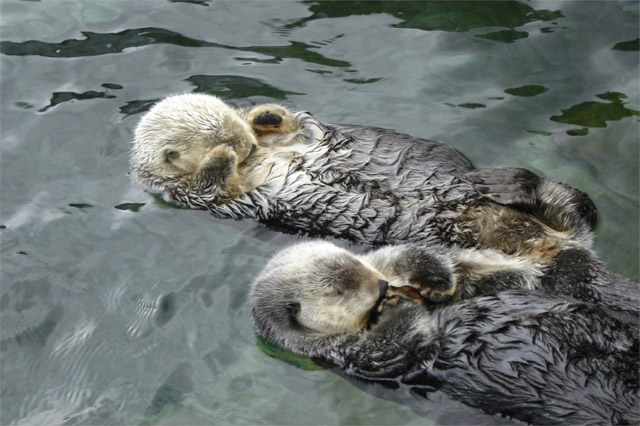 2 sleeping otters, be happy,  less stressed, benefits of working with Elizabeth