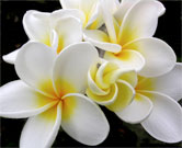 white plumeria cluster, ancient wisdom of Hawaii